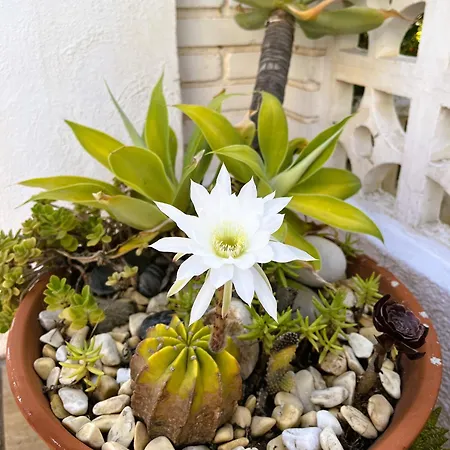 Casa Mila 度假居 *